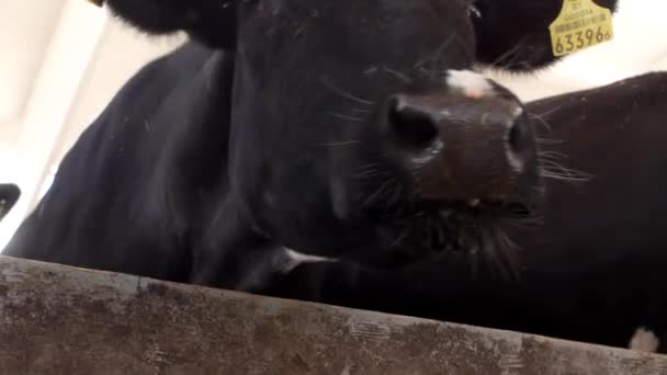 Una vaca negra se para en un establo y mira a la cámara, de cerca, la agricultura, la agricultura, el kine — Vídeos de Stock