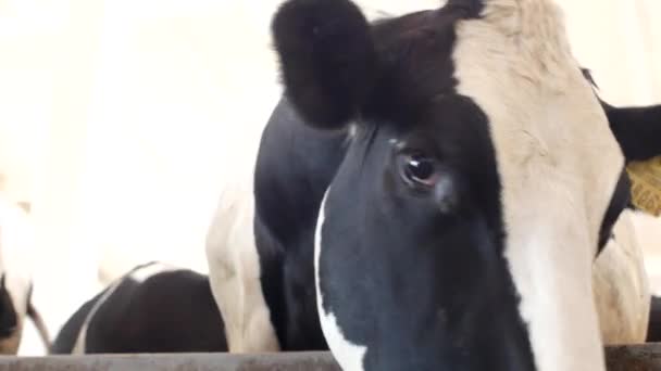 Uma vaca negra com manchas brancas fica no celeiro e come silagem de grama, close-up, focinho de vaca, comida de vaca e agricultura, cara de vaca. — Vídeo de Stock