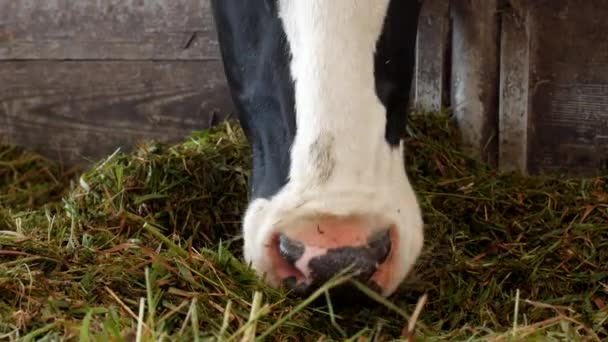 Een zwarte koe met witte vlekken staat in de schuur en eet kuilgras, close-up, snuit van de koe, koe voeding en landbouw, koe gezicht — Stockvideo