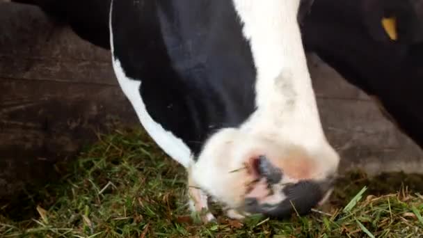 A black cow with white spots stands in the barn and eats grass silage, close-up, cow muzzle, cow food and farming, country — Stock Video