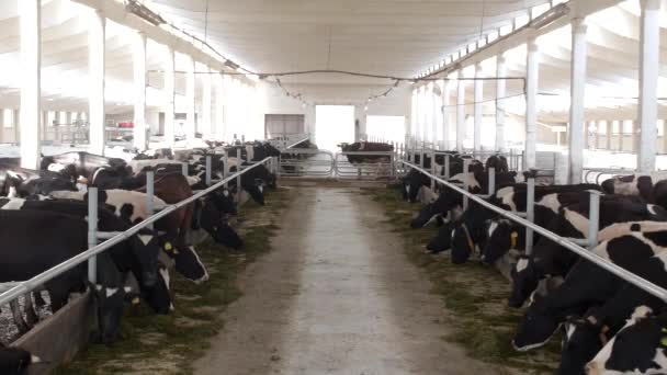 Krávy stát v kabince a jíst siláže s moukou, farmář, krávy žerou trávu na farmě, kine, stabilní, celkový plán, kravín — Stock video