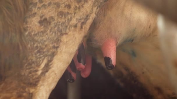Ubre de vaca con pezones sobresalientes disparo de cerca, ubre, marco estático, kine — Vídeos de Stock