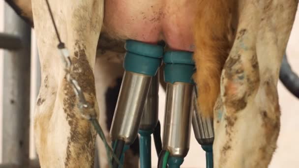 Сучасне вакуумне доїння коров'ячого молока за допомогою сучасного автоматичного обладнання, крупним планом, вимені, корови, сільського господарства, ферми, доїльної корови — стокове відео