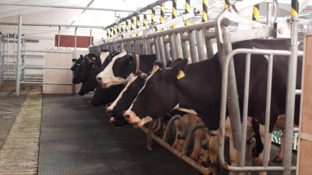 Mucche in piedi in una fattoria moderna e attendere mentre la mungitura avviene, agricoltura, latte di mungitura, ranch — Video Stock