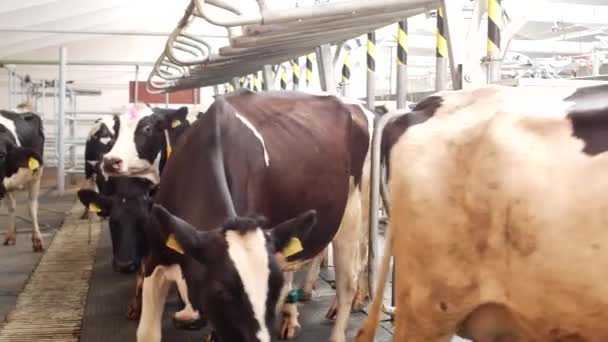 Bauernhof für Kühe, Melkmilch, Milchproduktion auf dem Bauernhof, Kühe und Milch, Kühe — Stockvideo