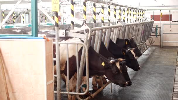 Het melken van koeien op een moderne boerderij, koeien staan in kraampjes voordat met het melken, het proces van melk, koeien melken — Stockvideo