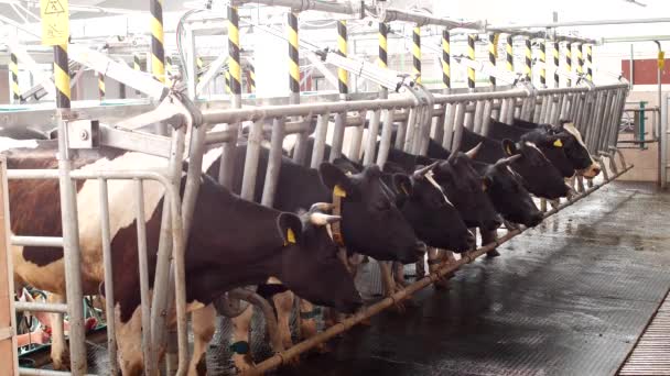 Ordeñando vacas en una granja moderna, las vacas están en puestos antes de ordeñar, el proceso de ordeño de leche, kine — Vídeos de Stock
