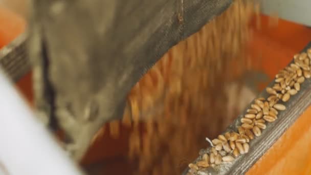 Les grains de blé purifiés tombent dans le moulin automatisé moderne 