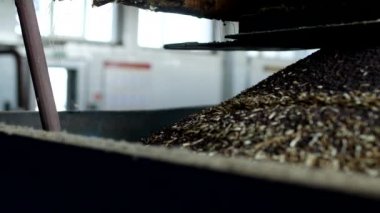 Üretim Kolza yağı, yağlı tohum kolza tohumu işlenmesi, kolza tohumu yağlı tohumlar için tuşlarına basın, yakın çekim soğuk temini