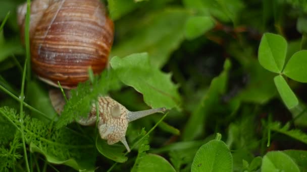 The cochlea creeps and eats in the grass — Stock Video