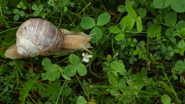 蜗牛在草丛中爬行和进食 — 图库视频影像