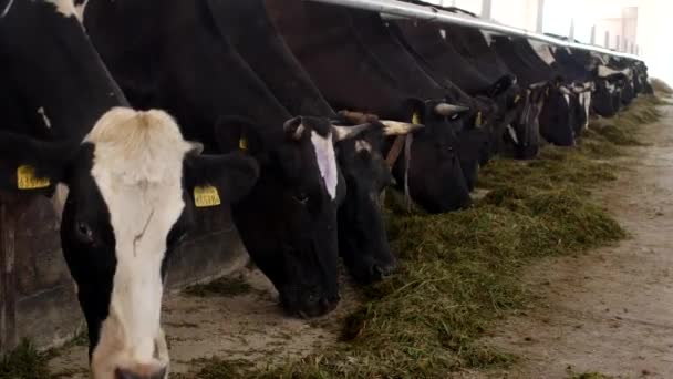 Krávy stát v kabince a jíst siláže s moukou, farmář, krávy žerou trávu na farmě, hovězí — Stock video