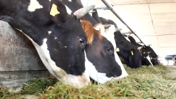 Las vacas en la granja comen hierba, ensilado en el establo, primer plano, vaca en la granja, agricultura, industria , — Vídeo de stock