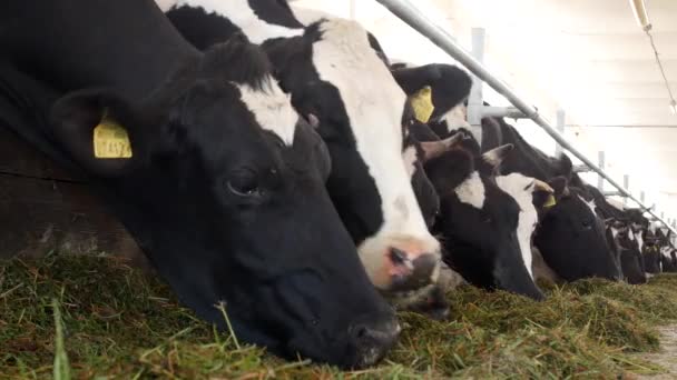 Las Vacas Granja Comen Hierba Ensilado Establo Primer Plano Vaca — Vídeos de Stock