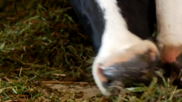 En svart ko med vita fläckar står i ladugården och äter gräsensilage, närbild, Ko munkorg, Ko mat och jordbruk, Ko ansikte — Stockvideo