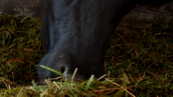 Μια μαύρη αγελάδα στέκεται σε έναν αχυρώνα και τρώει χόρτο ενσίρωσης, γκρο πλαν, ρύγχος αγελάδα αγελάδα τρόφιμα και γεωργία, τρώγοντας — Αρχείο Βίντεο