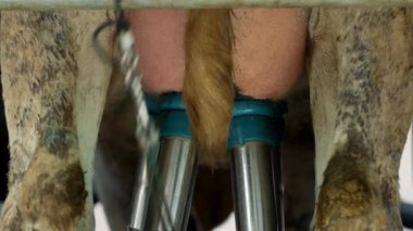 Modern vakum sağım inek sütü, udders ve meme bir inek, sağım otomatik donatımın kompleksleri, yakın çekim, otomatik