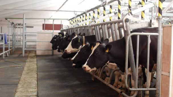 Les vaches se tiennent dans une ferme moderne et attendent pendant la traite, l'agriculture, le lait de traite, les vaches — Video