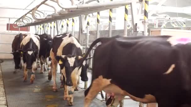 Azienda agricola per vacche, latte di mungitura, produzione di latte in azienda, mucche e latte, kine, industria — Video Stock