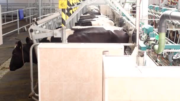 O processo de ordenha de uma vaca em equipamentos modernos, vacas em barracas, preparação para ordenhar vacas, leite, uma fazenda, indústria, vaca — Vídeo de Stock