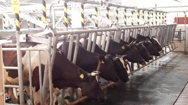 Vacas leiteiras em uma fazenda moderna, vacas estão em barracas antes da ordenha, o processo de ordenha de leite, a agricultura — Vídeo de Stock