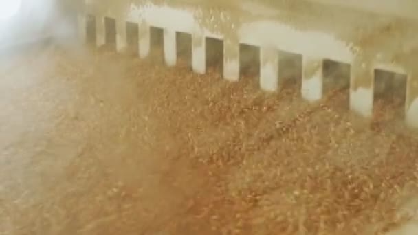 Зерна пшениці очищаються і просіюються вібраціями, сучасними автоматизованими млинами — стокове відео