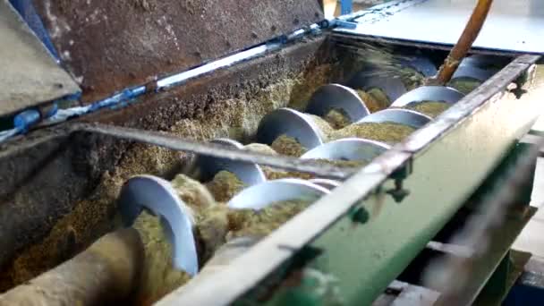 Производство рапсового масла, переработка рапса, поставка семян рапсового масла в прессу холодного прессования, кольца — стоковое видео