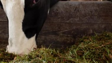 Beyaz noktalar siyah inek ahırda standları ve ot silaj, yakın çekim, inek namlu, inek gıda ve tarım, kine yiyor