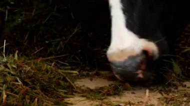 Beyaz noktalar siyah inek ahırda standları ve ot silaj, yakın çekim, inek namlu, inek gıda ve tarım, kine yiyor