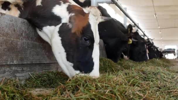 Las vacas en la granja comen hierba, ensilado en el establo, primer plano, vaca en la granja, agricultura, industria, vacas — Vídeos de Stock