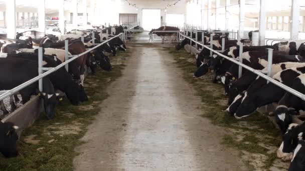 Kühe stehen im Stall und fressen Silage mit Mehl, der Bauer, Kühe fressen Gras auf dem Hof, Kühe, Stall — Stockvideo