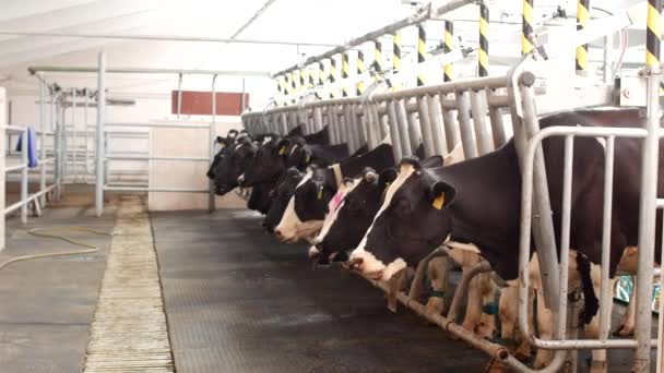 Farm for cows, milking milk, production of milk on a farm, cows and milk, animal, kine — Stock Video