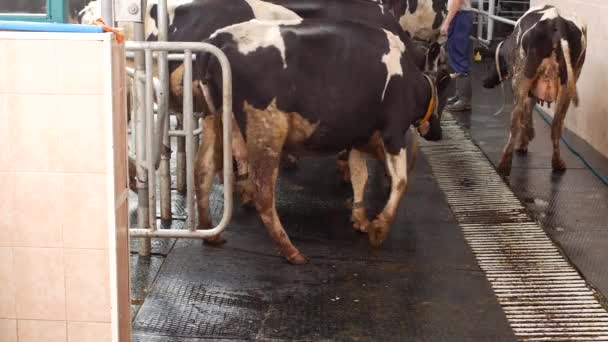 Het proces van het melken van een koe, een koe laat de stal na het melken, melk, een koe en de melk, de landbouw, de herder — Stockvideo