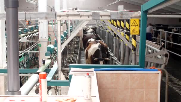 Der Prozess des Melkens einer Kuh, eine Kuh verlässt den Stall nach dem Melken von Milch, eine Kuh und Milch, Landwirtschaft, Kühe — Stockvideo