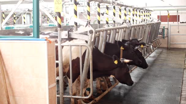 Kühe melken auf einem modernen Bauernhof, Kühe stehen in Ställen vor dem Melken, der Prozess des Melkens, Bauernhof — Stockvideo