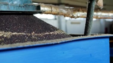 Üretim Kolza yağı, yağlı tohum kolza tohumu işlenmesi, kolza tohumu yağlı tohumlar için tuşlarına basın, yakın çekim, tarım soğuk temini