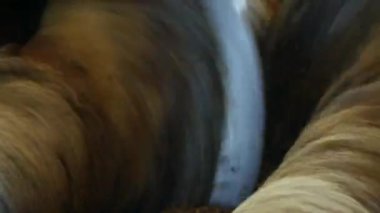 Kolza yağı, kolza tohumu yağlı tohum işleme, kolza tohumu petrol arzı üretimi tohum soğuk presleme basın, kolza, yakın çekim, freze