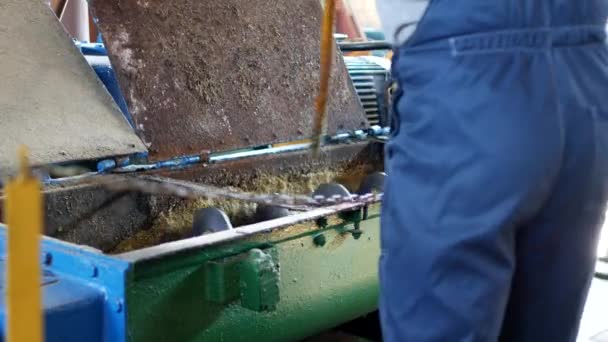 Production of rapeseed oil, processing of oilseed rapeseed, supply of rapeseed oil seeds to the cold pressing press, colza, the worker cleans the shafts of sticking rape, industry — Stock Video