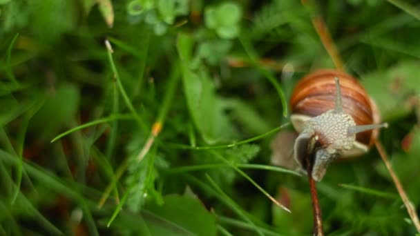 The snail crawls and eats in the grass — Stock Video