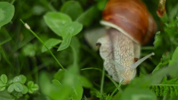 L'escargot rampe et mange dans l'herbe — Video