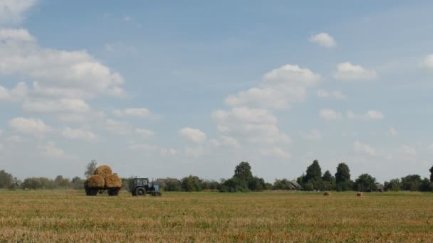 Zemědělství Sklizně Poli Farmu Poblíž Ranč Traktor Shromažďuje Nebo Výběr — Stock video