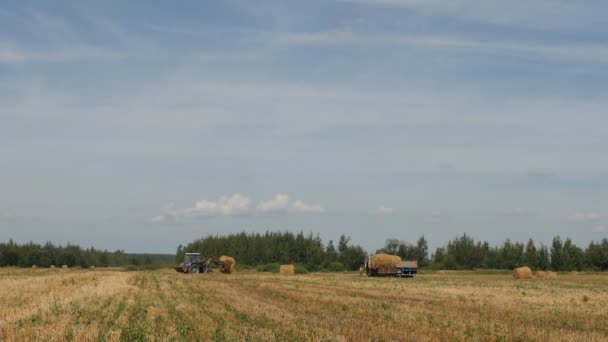収穫圃場付近の牧場 トラクターを収集または藁の俵をピックアップ 干し草のベールとトラクターの農家の田舎でトレーラーに干し草を読み込みます — ストック動画