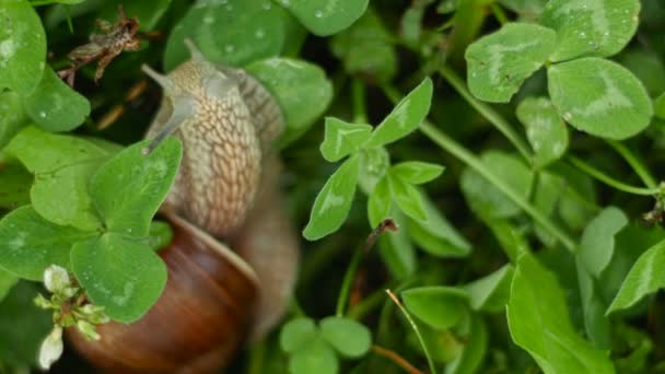 Cochlée Rampe Mange Dans Herbe — Video