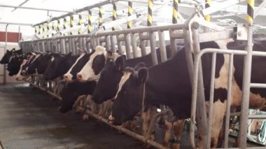 Modern bir çiftlikte inekleri sağmak, süt sağmadan önce ahırlarda duran inekler, süt sağma, tarım, süt ürünleri...