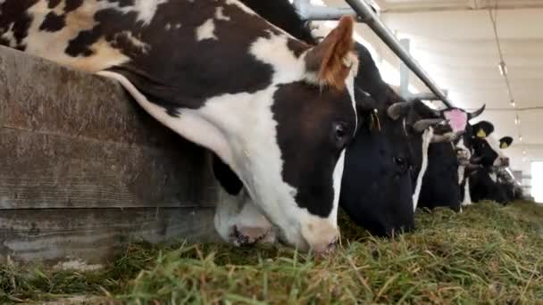 Krávy na farmě žerou trávu, siláž v kabince, close-up, kráva farma, zemědělství, průmyslu, kine — Stock video