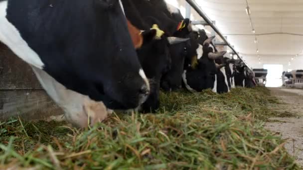 Les vaches à la ferme mangent de l'herbe, de l'ensilage dans la stalle, gros plan, vache à la ferme, agriculture, industrie, bovins — Video