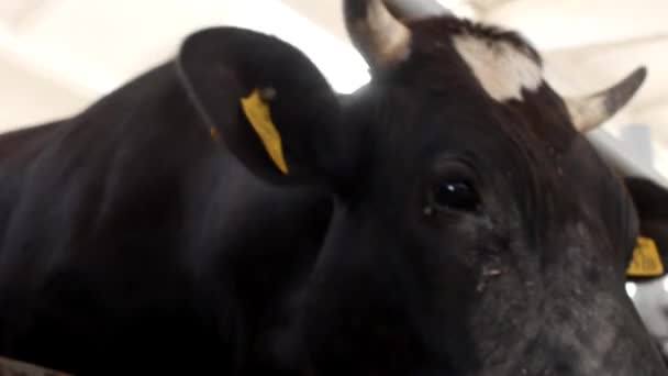 一只黑母牛站在马厩里, 看着摄影机, 嚼着草, 特写, 耕作。黑母牛 — 图库视频影像