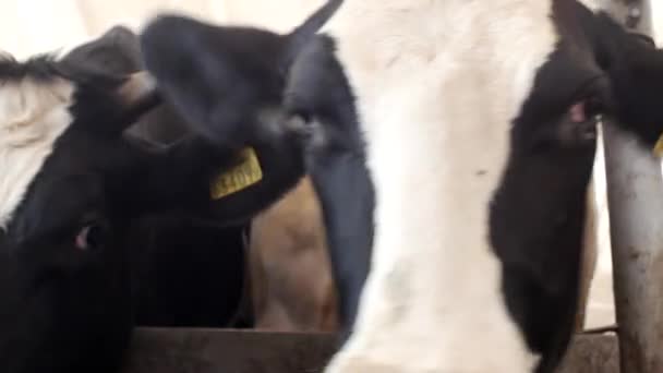 Una vaca negra con manchas blancas se encuentra en el granero y come ensilaje de hierba, primer plano, hocico de vaca, comida y agricultura de vaca, carne de res — Vídeos de Stock