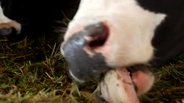 Een zwarte koe met witte vlekken staat in de schuur en eet kuilgras, close-up, snuit van de koe, koe voeding en landbouw, koe gezicht — Stockvideo