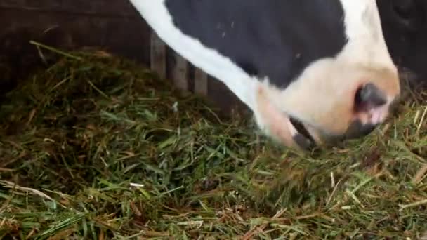 A black cow with white spots stands in the barn and eats grass silage, close-up, cow muzzle, cow food and farming, cattle — Stock Video